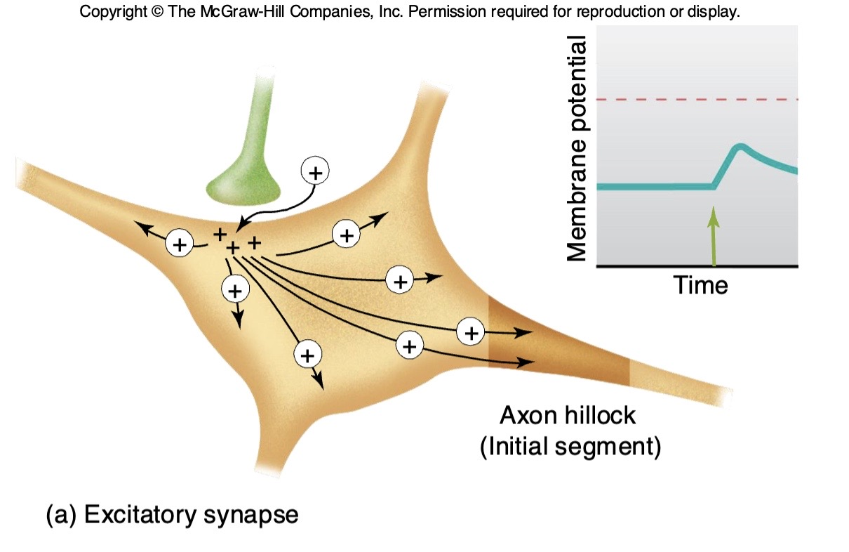 <p>→ Graded potential at the cell body has to </p>