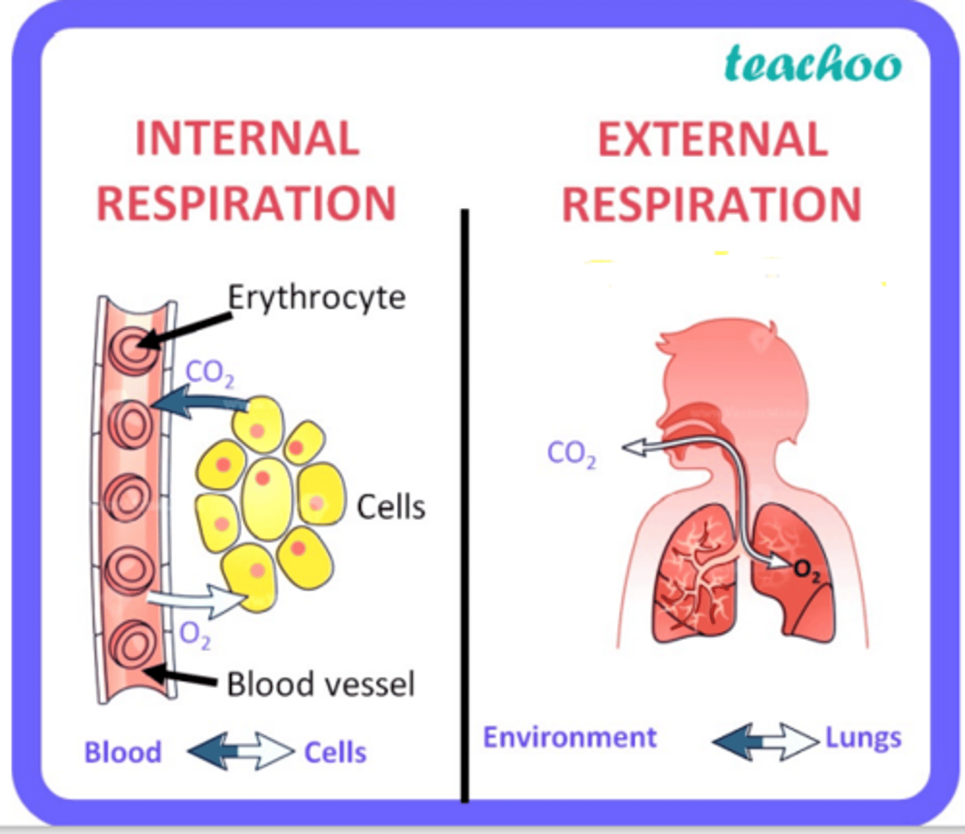 <p>External respiration: involves gas exchange between the lungs and blood (oxygen in, carbon dioxide out)</p><p>Internal respiration: involves gas exchange between the blood and body tissues (oxygen out, carbon dioxide in).</p>