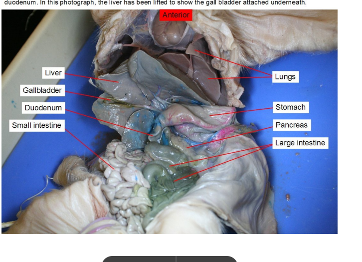 <p>They bring oxygen into the body and remove carbon dioxide, a waste gas. This all occurs in the alveoli —&gt; Air sacs where gas exchange occurs between lungs and its capillaries.</p><p></p>