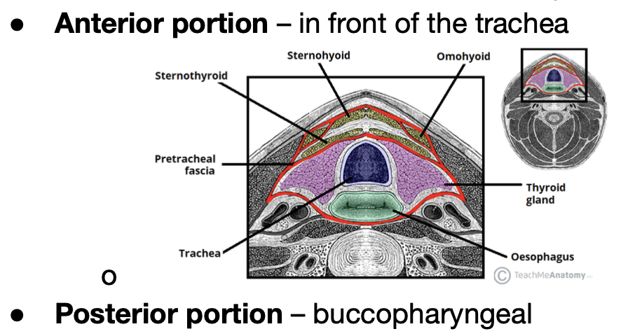 <p>trachea </p><p></p><p>(pretracheal fascia) </p>