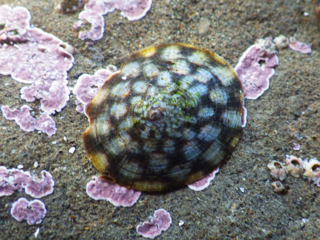 <p>Plate limpet</p>