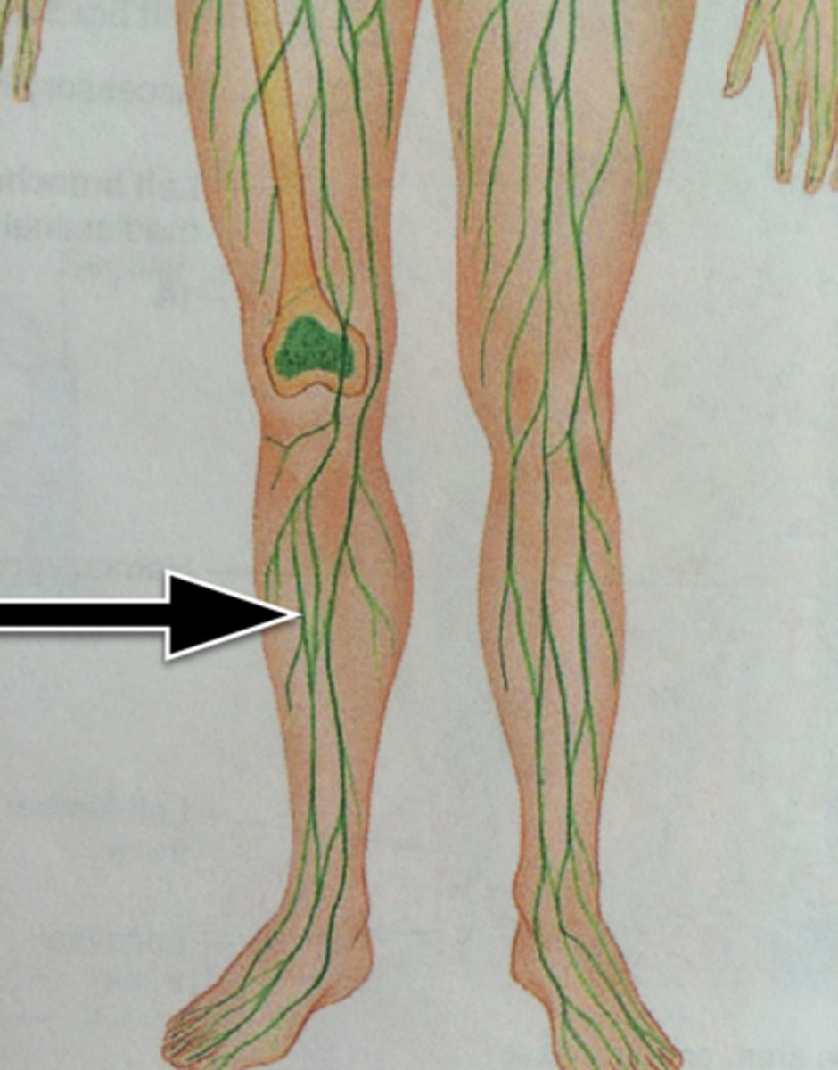 <p>Transport lymph(tissue fluid) to subclavian veins, have valves to prevent backflow, slow and rely on peristalsis to move</p>