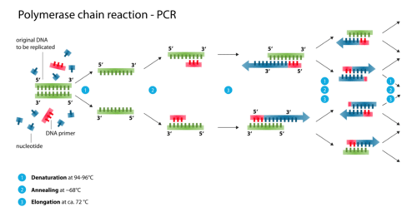 <p>1. denaturation: heat DNA to separate strands</p><p>2. add 2 primers (ssDNA) to 5' end (cool and anneal)</p><p>3. Taq polymerase reads 3->5 and makes a strand in the 5->3 direction</p><p>repeat</p>