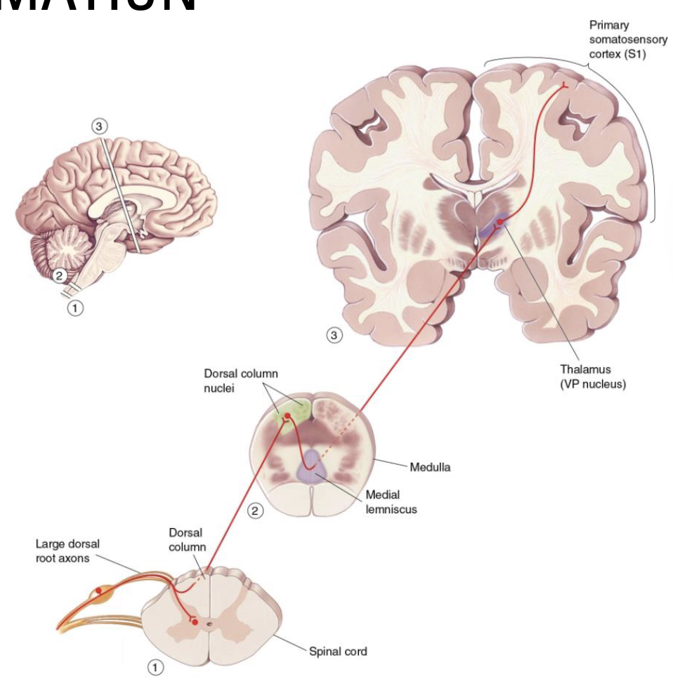 <p>DCML = 3 neuron pathway with 3 synapse points required to reach S1</p><ul><li><p>These exist for a reason other than simply passing along information</p></li><li><p>We can assume information is altered at each synapse</p></li><li><p>Adjacent inputs can be inhibited to enhance tactile stimuli</p></li></ul><p></p>