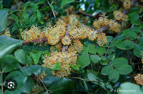 <p>Carob tree (Fabaceae)</p>