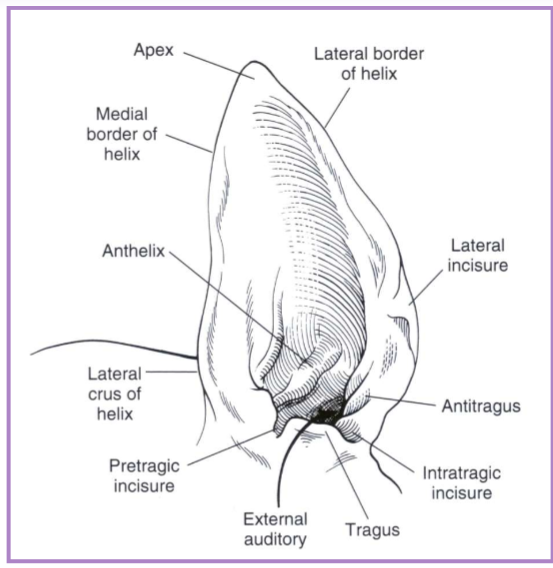 <p>pinna lacerations </p>