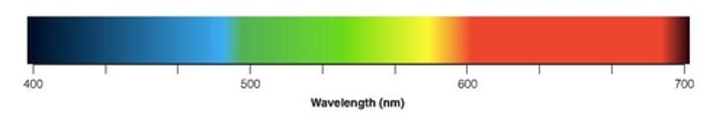 <p>Three types of cones were identified that respond preferentially to short (419nm), middle (531nm), and long (558nm) wavelengths.</p>