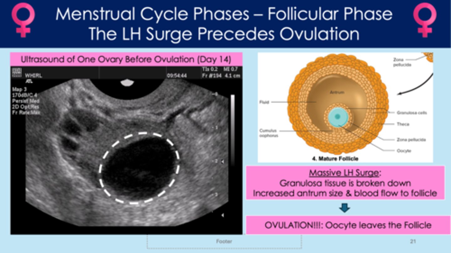 <p>- massive LH surge; granulosa tissue is broken down</p><p>- oocyte leaves the follicle</p>