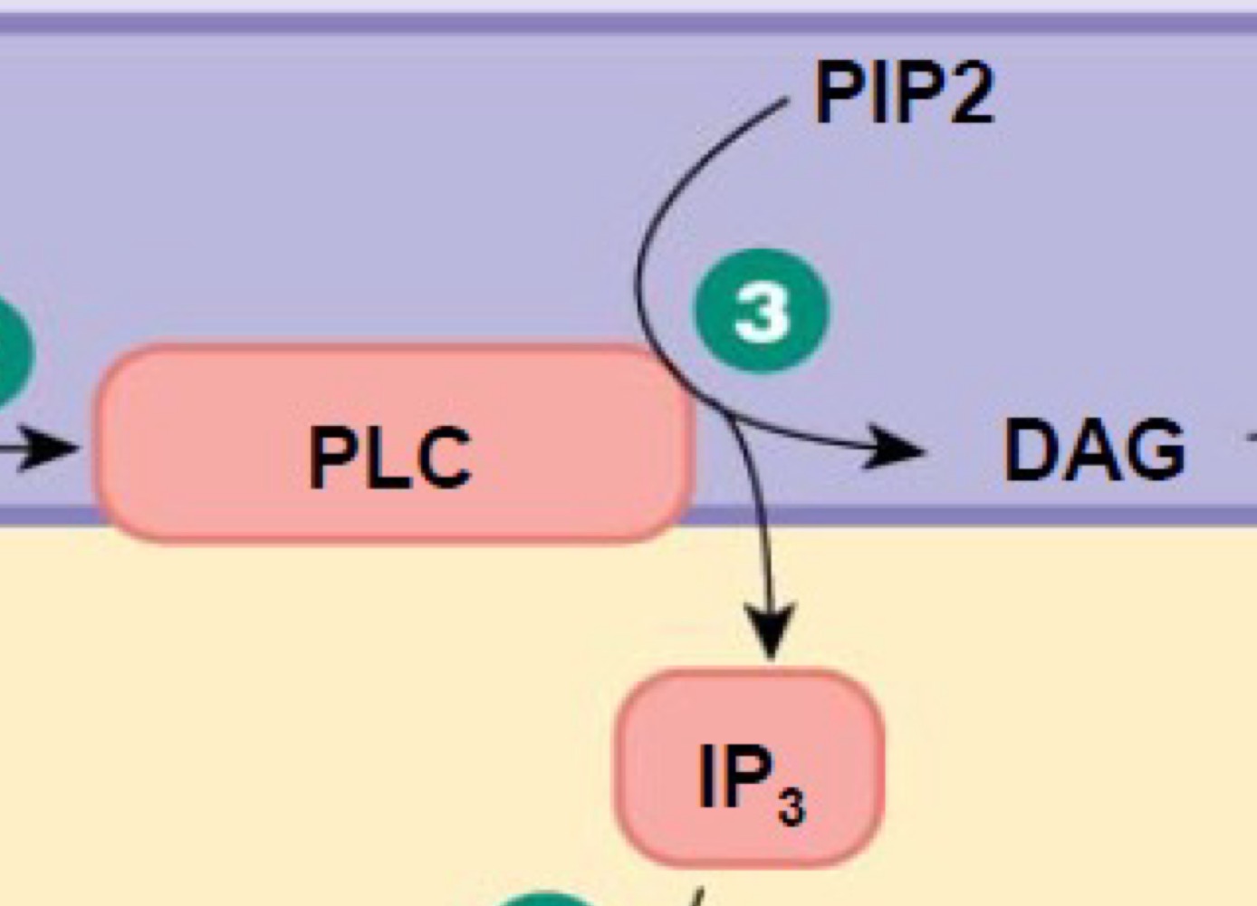 <p>• Le clivage du PIP2 en IP3 et en DAG</p>