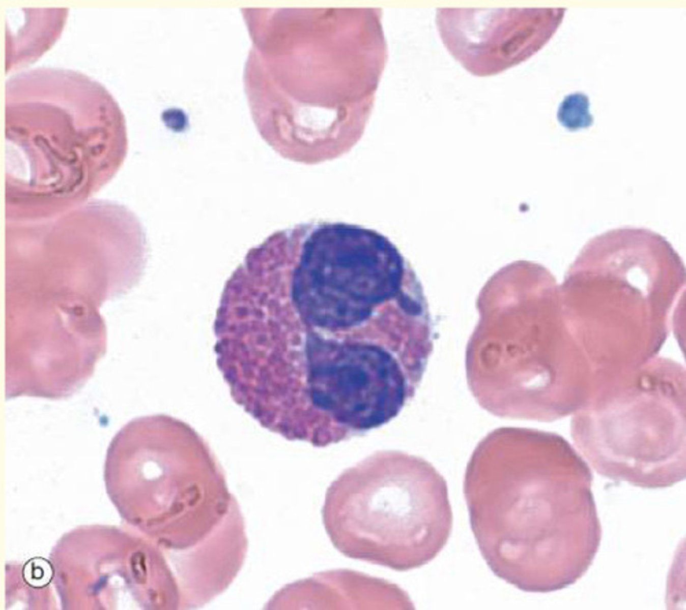 <p>Account for 1-6% of circulating leukocytes</p><p>Lifespan of 6-9 days</p><p>Red granules revealed with Wright's stain (appear eosinophilia with H&amp;E stain)</p><p>Functions: combatting HELMINTH infection, mediating hypersensitivity reactions (allergies) and phagocytosis antigen-antibody complexes</p>