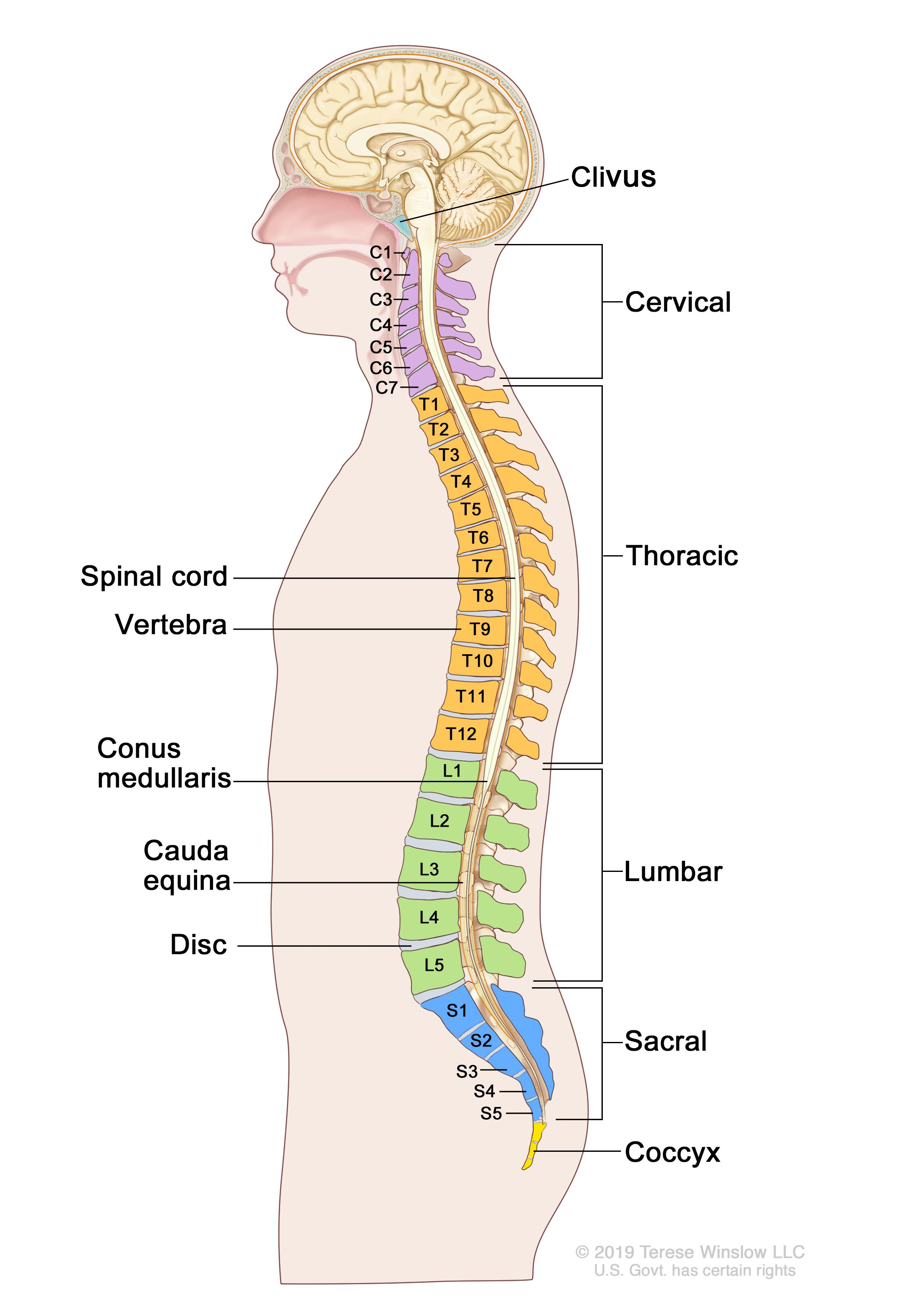 <p>Consist of twenty four Vertebrae, the Sacrum and coccyx</p>