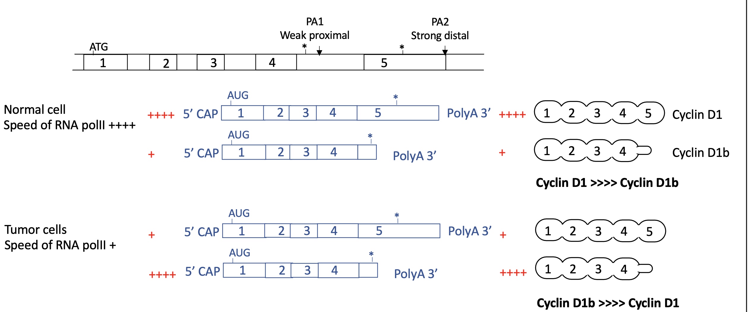 <p>normal cell : </p><ul><li><p>ARN pol II moves rapidly </p></li><li><p>so proximal PA1 is skipped and distal strong PA2 is used&nbsp;</p></li><li><p>long mRNA w/ 5 exons corresponding to cyclin D1</p></li></ul><p>Cyclin D1 &gt;&gt; cyclin D1b</p><p>tumour cell :&nbsp;</p><ul><li><p>RNA pol II moves slow&nbsp;</p></li><li><p>proximal PA 1 used as factors have more time to bind and induce polyA</p></li><li><p>short mRNA w/ 4 exons expressed corresponding to cyclin D1b</p></li></ul><p>Cyclin D1 &lt;&lt; cyclin D1b</p><p></p>