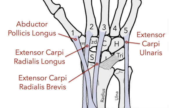 <p>The muscle has an insertion to the posterior side of the proximal base of the 1st MC (thumb)</p><p>-extension and abduction</p>