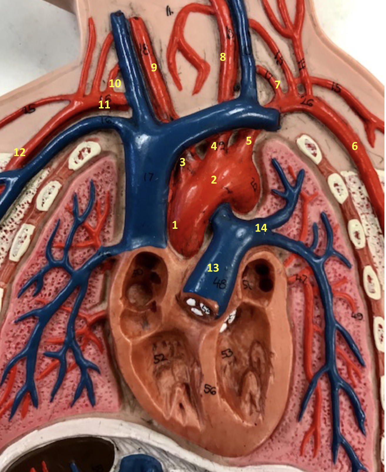 <p>Identify blood vessel 1</p>