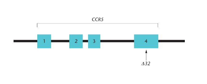 analysis of susceptibility to HIV-1 infection based on
the CCR5 gene, which encodes a protein called CCR5, which is
also a receptor for strains of HIV-1