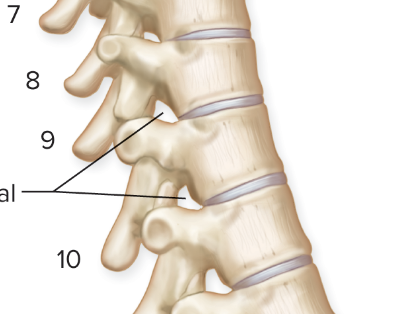 <p>found on each side of the column</p>