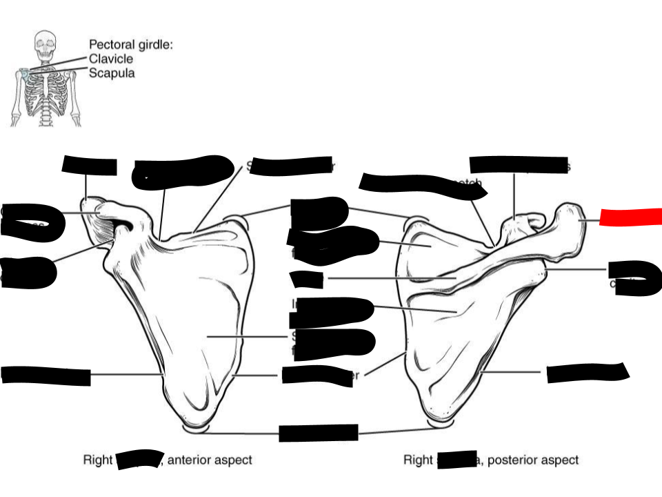 <p>scapula</p>