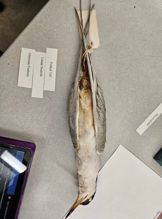 <p>contour feather is long and extremely narrow</p>