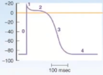<ul><li><p><span>0 - sodium rushes into the cell down a gradient</span></p></li><li><p><span>2 - to keep a plateau you need + to keep going into the cell, that's Ca2+</span></p></li><li><p><span>K+ starts to go out quickly after Na+ comes in so need Ca+ to come in to keep the plateau</span></p></li><li><p><span>3 - repolarization, lots of Ca2+ out, no more Na+ in, no K+ in</span></p></li><li><p><span>4 - back to resting membrane potential</span></p></li></ul><p></p>