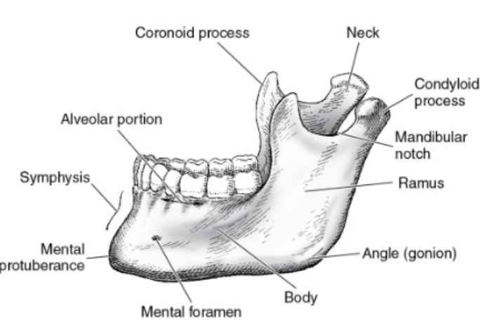 <p> gonion</p>