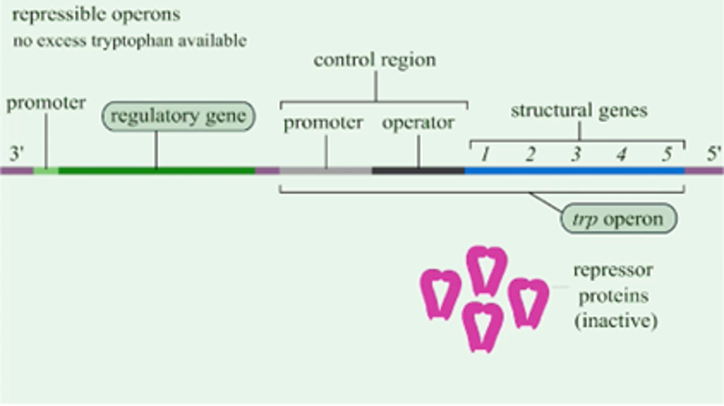 <p>genes that are expressed by default; can be turned off when not needed</p>