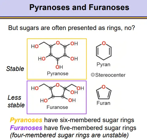 <ul><li><p>pyranoses and furanoses are sugar <strong>ring </strong>structures</p></li><li><p><strong>pyranoses have six-membered rings</strong></p></li><li><p><strong>furanoses have five-membered rings,</strong> which are less stable</p></li><li><p>four-membered rings are unstable, as well as any bigger than six</p></li></ul><p></p>