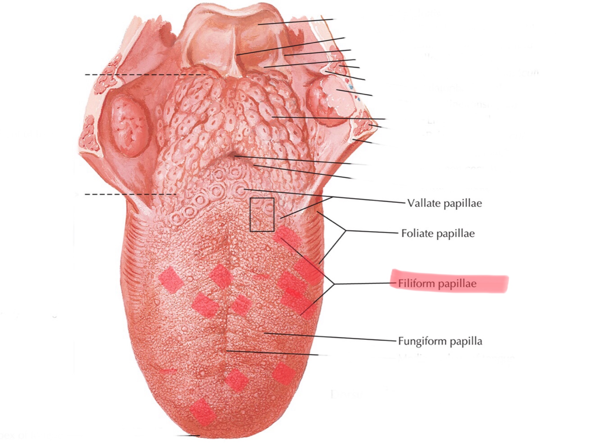 knowt flashcard image