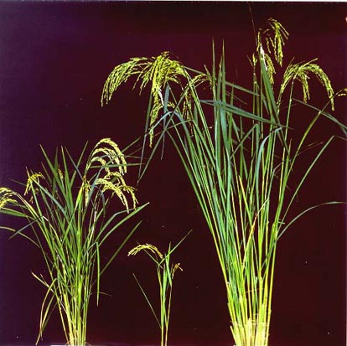 <p>Hybrid is fertile, but when they breed the next generation is sterile.</p>