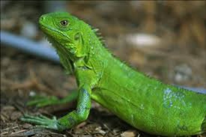 <p>iguana</p>