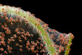 <p><span>&nbsp;Tiny arachnids that feed on plant sap, causing stippling, yellowing, and webbing on leaves.</span></p>