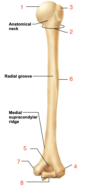 <p>trochlea</p>