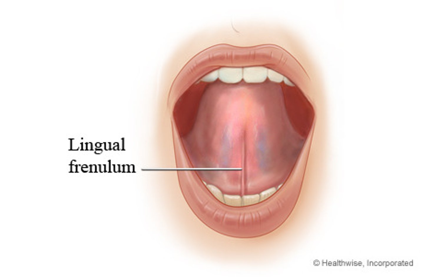 <p>- fold of mucosa layer</p><p>- connects tongue to floor of mouth</p>