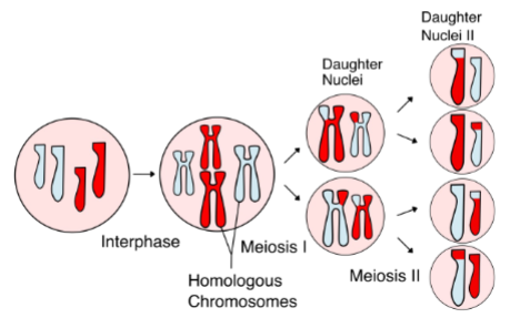 <p>Diploid parents cell undergoes 2 rounds of cell division: Meiosis I &amp; Meiosis II</p><ul><li><p>Reduction division: Meiosis produces 4 haploid cells from the original diploid parent cell</p></li><li><p>produces genetic diversity - haploid daughter cells are genetically distinct from original parent cell and from each other</p></li></ul><p></p>