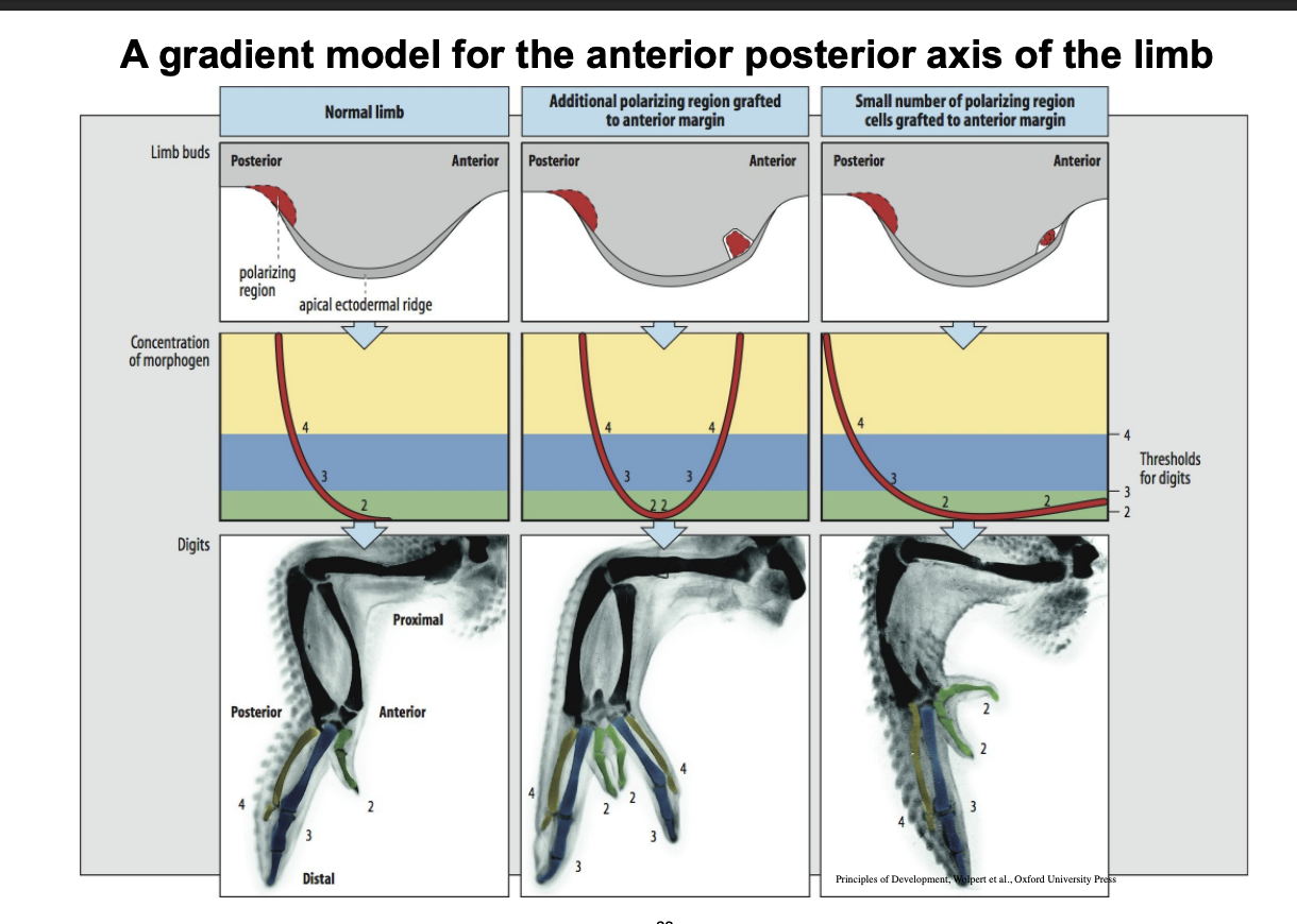 <p>Transplanting the Zone of Polarising Activity ZPA</p><ol><li><p>Add extra ZPA to the anterior margin</p><p>→ Cell differentiate to make <strong>mirror </strong>image duplication of the posterior digits</p></li><li><p>Add small amount to the anterior margin</p><p>→ Get a duplication of the small anterior limb but not symmetric→ does not reach high enough levesl to form another posterior type part of the limb</p></li></ol><p></p>