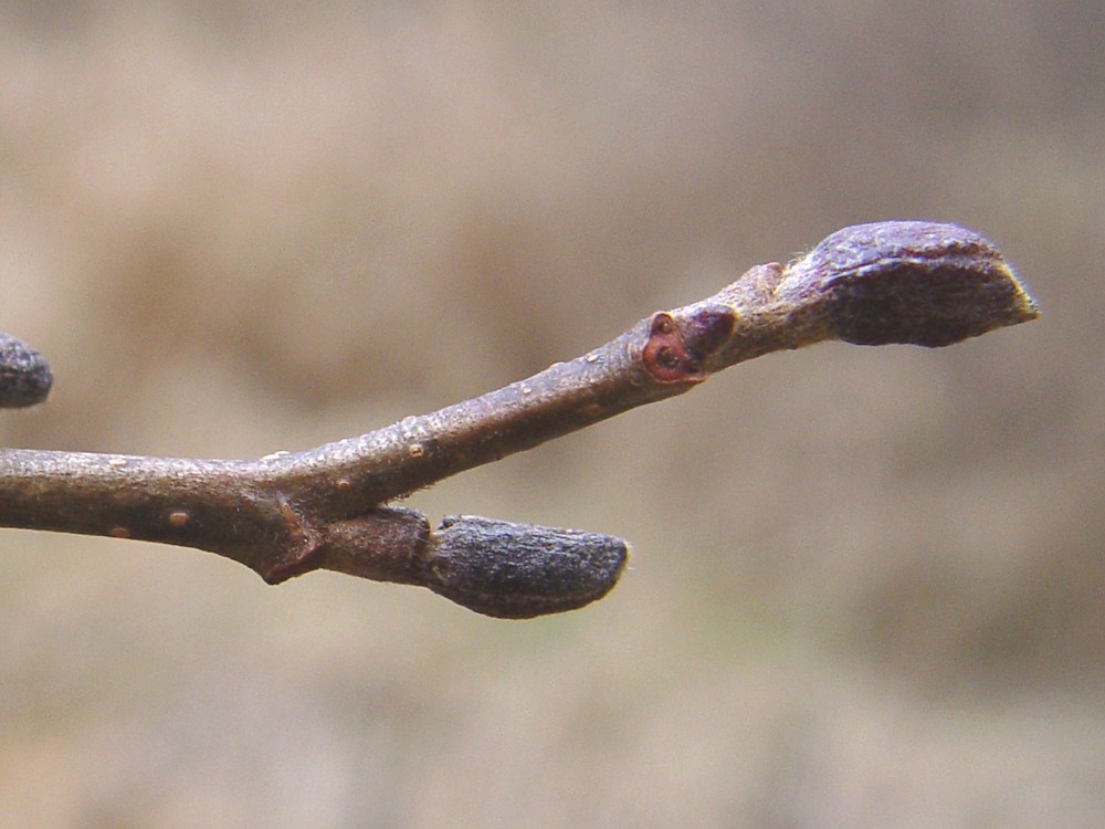 <ul><li><p>riparian areas</p></li><li><p>small tree / shrub, &lt; 20 ft</p></li><li><p>bark: dark brown, warty white lenticels</p></li><li><p>leaves: optical, dark green, rough, doubly toothed</p></li><li><p>buds: valvate, tucked to twig, maroon</p></li><li><p>repro: small cones, catkins</p></li></ul>