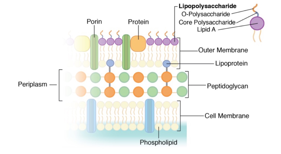 <ol><li><p>Peptidoglycan is thin</p></li><li><p>Embedded in periplasm</p></li><li><p>Contains an outer membrane</p></li></ol>