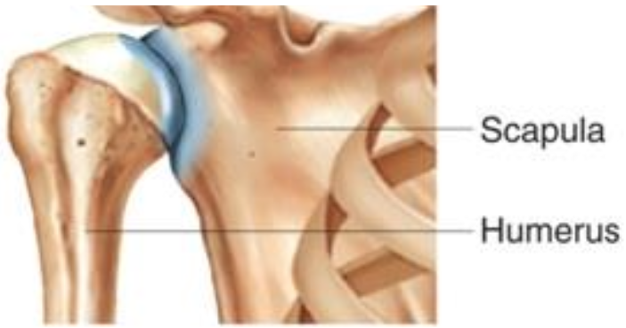 <p>-positions the shoulder joint</p><p>-provides a base of arm movement (major muscles attach here)</p><p>-maximizes the range of motion</p>