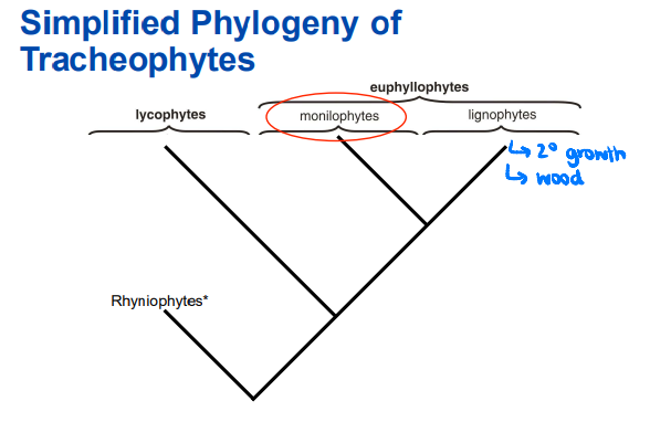 Subphylum Euphyllophytina includes all megaphyllous vascular plants and is separated into _____ (ferns and some fern allies) and _____ (seed plants and ancestors) 