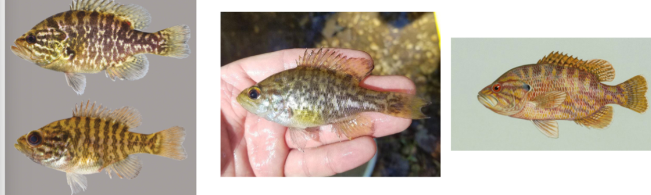 <p>warmouth</p><p>upward facing mouth</p><p>usually more colorful than bluegill</p><p>black “ear”, not unlike bluegill</p>