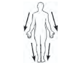 <p>Distal</p>