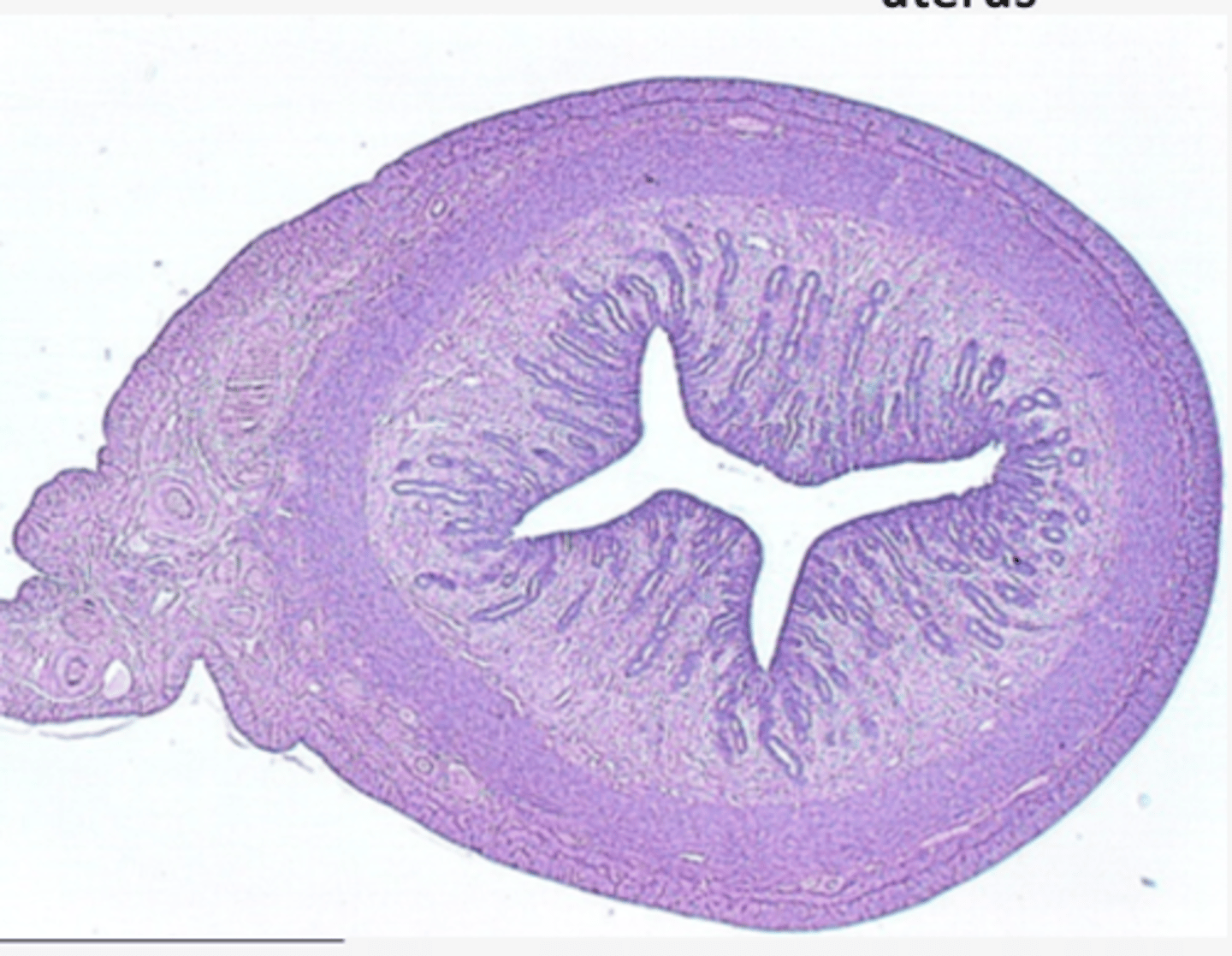 <p>Identify the organ</p>
