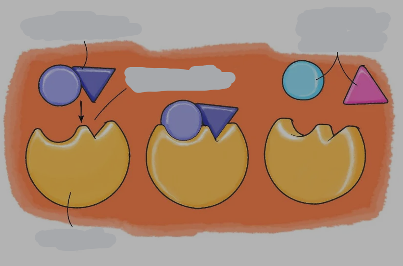 <p>identify parts of this diagram</p>