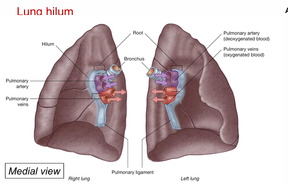 <ul><li><p><span style="background-color: transparent;"><span>Roots where vessels leave the lung.&nbsp;</span></span></p></li><li><p><span style="background-color: transparent;"><span>Bronchi are posterior&nbsp;</span></span></p></li><li><p><span style="background-color: transparent;"><span>Pulmonary arteries are superior to the pulmonary veins</span></span></p></li><li><p><span style="background-color: transparent;"><span>Pulmonary veins are most inferior.</span></span></p></li></ul><p></p>
