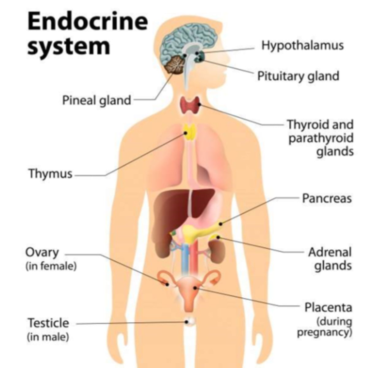 <p>Endocrine system</p>