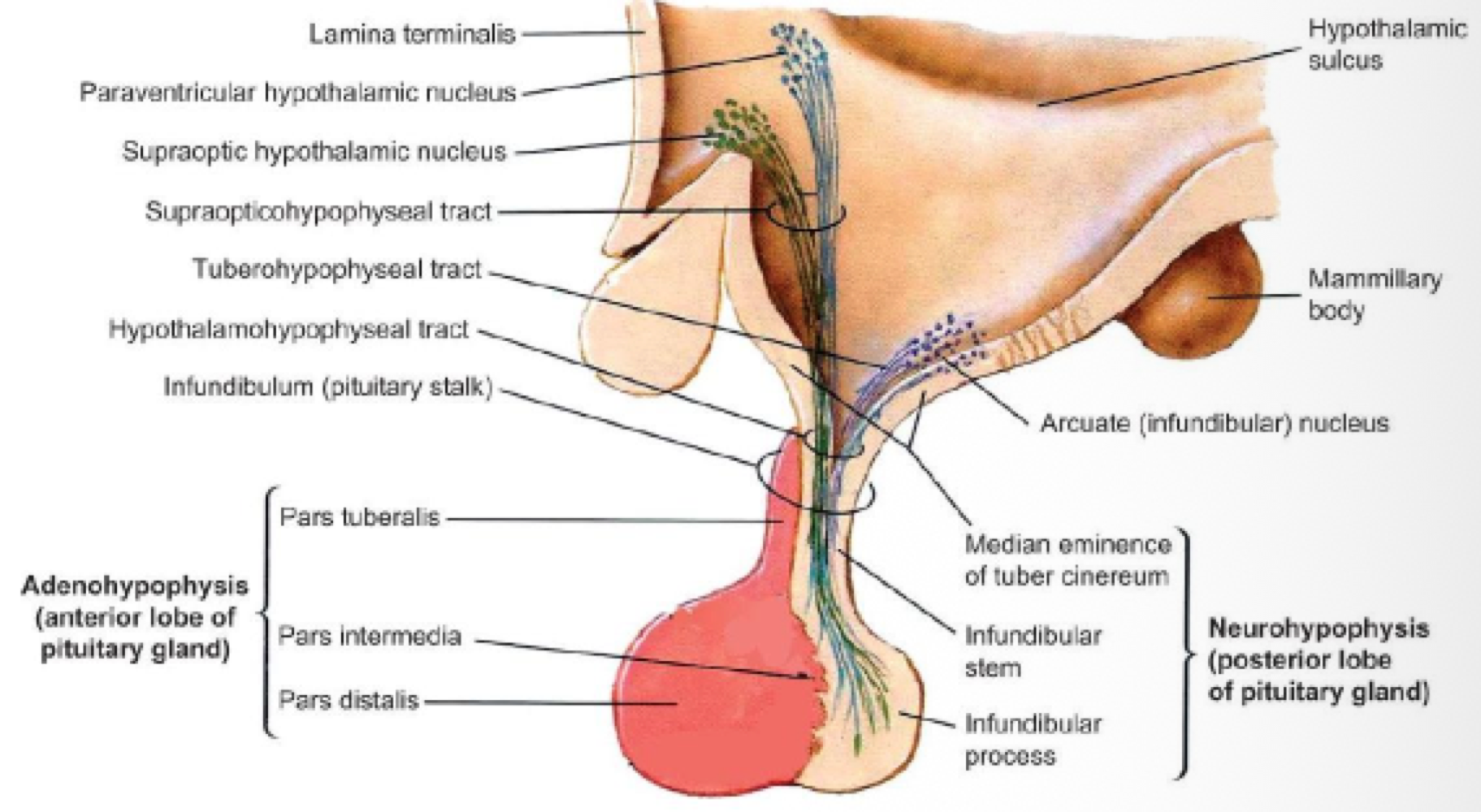 <p>posterior (neurohypopsis)&nbsp;</p>