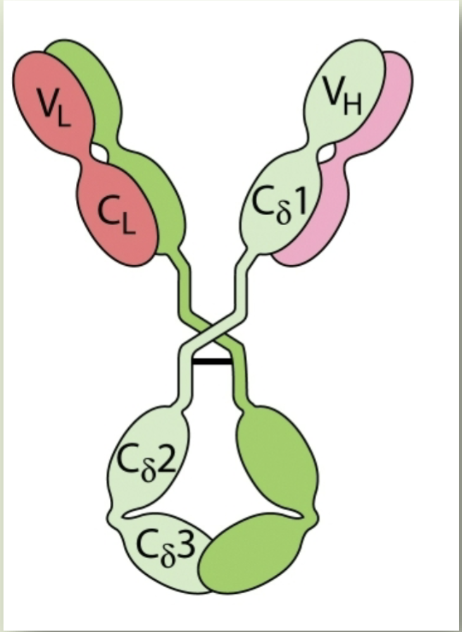 <p>IgD</p>