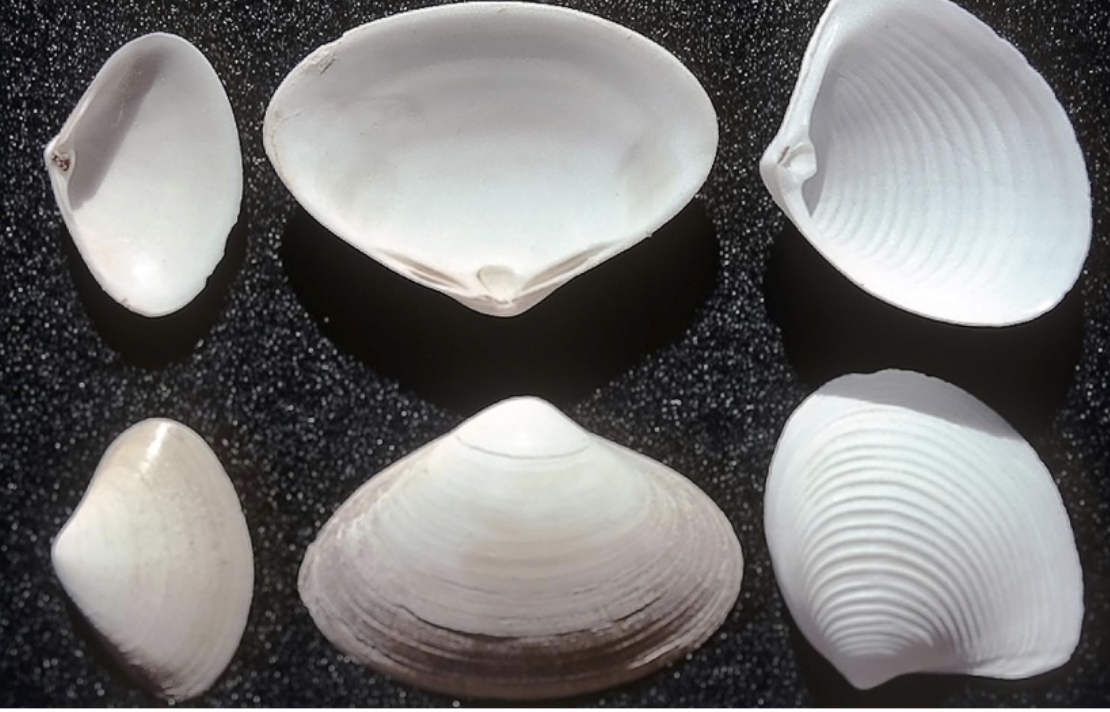 <p>What phylum, class, subclass, infraclass, order, and family is this organism? What is their habitat and feeding?</p><p>What is their identifying characteristic?</p>