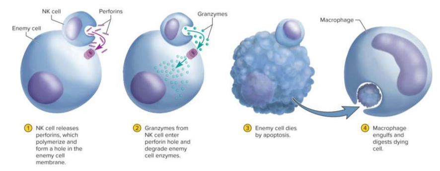 <p>Natural killer cells (NK cells)</p>