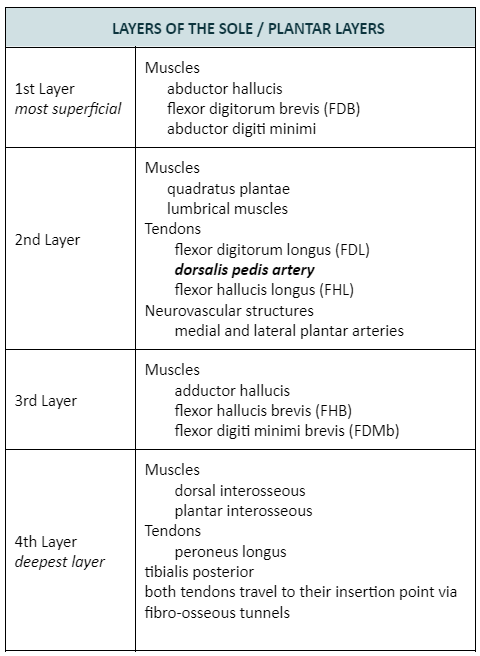 <p>Adductor Hallucis</p>