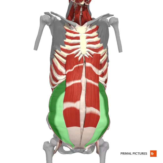 <p>compression of the abdominal cavity</p>